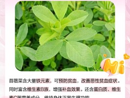 苜蓿草的功效与作用图片(苜蓿草的功效与作用_详解苜蓿草怎么吃更健康)