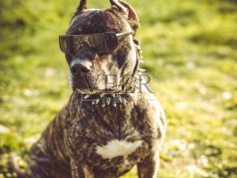 美国比特犬图片(美国比特犬价格多少钱一只)