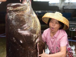 黄金石斑鱼多少钱一斤(黄金石斑鱼多少钱一斤啊)