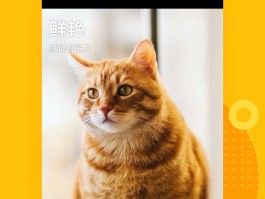 360区块链养猫app(360区块猫是怎样交易的)