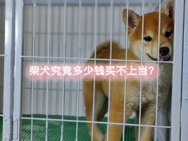 3000万柴犬币是多少人民币的简单介绍