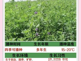 苜蓿和三叶草的区别(苜蓿和三叶草的区别是什么)