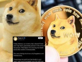 DOGE为什么在im钱包里找不到(dogecoin wallet钱包)