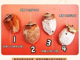 柿饼不能和什么食物一起吃(柿饼不能和什么食物一起吃会中毒)