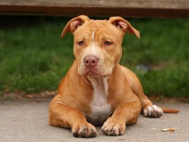 比特犬的克星(比特犬的克星是谁)