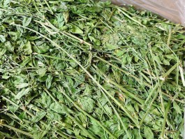 野苜蓿草图片(紫花苜蓿草图片)