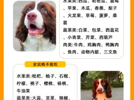 史宾格智商(史宾格聪明排名)