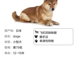 柴犬币为什么突然暴涨(柴犬币为什么发行那么多)