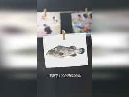 石斑鱼多少钱一斤市场价(石斑鱼多少钱一斤市场价2023)