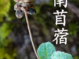 苜蓿草农村叫它什么草(苜蓿草农村叫它什么草呢)