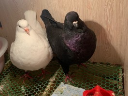 什么叫鸽子币(鸽子币最新动态)