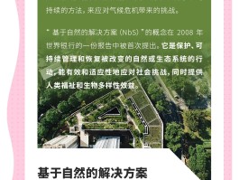 nbs(nbs是什么意思)