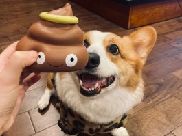 关于aidoge会是下一个屎币吗的信息