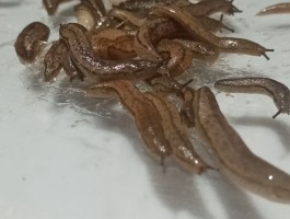 巨型鼻涕虫图片(巨型鼻涕虫图片大全)