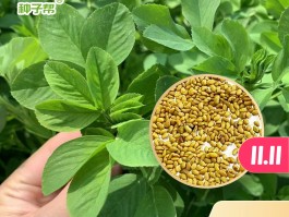 紫花苜蓿草价格(紫花苜蓿草图片大全大图)